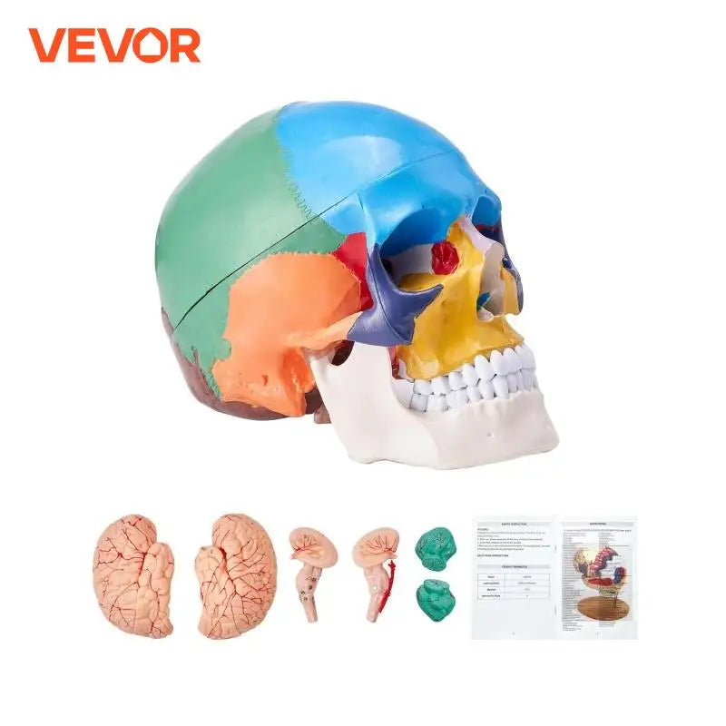 Human Skull Model PVC Detachable Life-Size Painted Anatomy Skull Model for Professional Teaching Researching and Learning