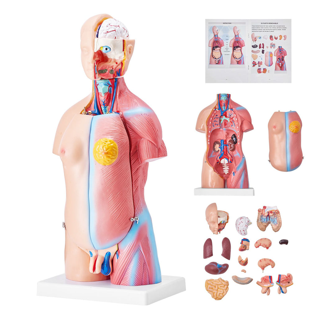 Human Body Model, 23 Parts 18 inch, Human Torso Anatomy Model Unisex Anatomical Skeleton Model with Removable Organs, Educational Teaching Tool for Students Science Learning Education Display