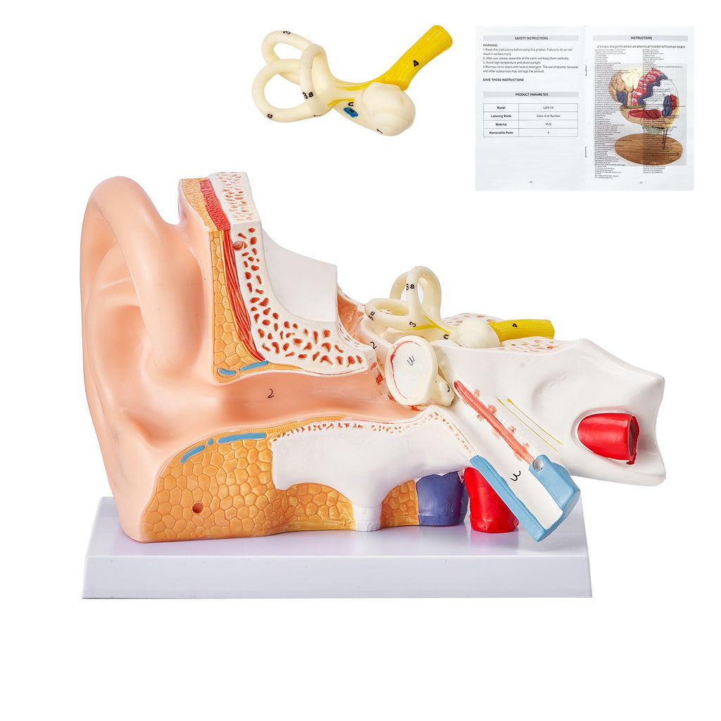 Human Ear Anatomy Model, 3 Parts 5 Times Enlarged Human Ear Model Displaying Outer, Middle, Inner Ear with Base, Professional PVC Anatomical Ear Model for Education Physiology Study Teaching