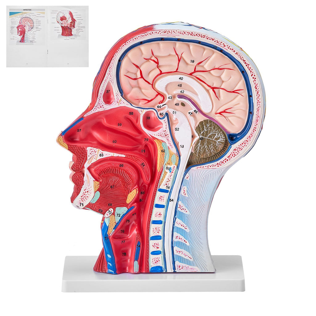 Human Half Head Superficial Neurovascular Model with Musculature, 1:1 Life Size Anatomical Head Neck Model Skull and Brain for Professional Teaching Learning, Kids Learning Education Display