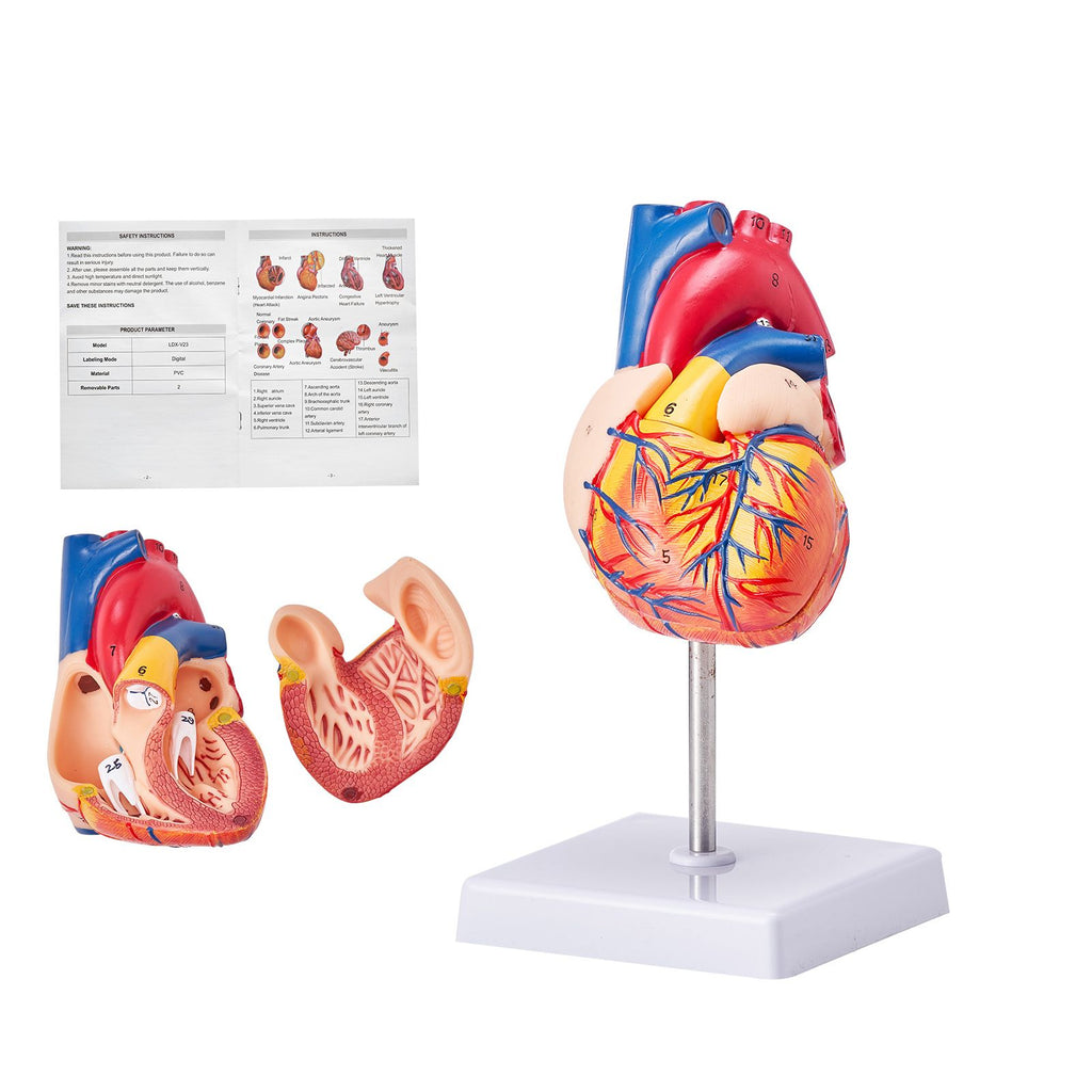 Human Heart Model, 2-Part 1:1 Life Size, Anatomically Accurate Numbered Anatomical Heart Model with Anatomically Correct Structures, Magnetic Design, Held Together on Display Base for Learning
