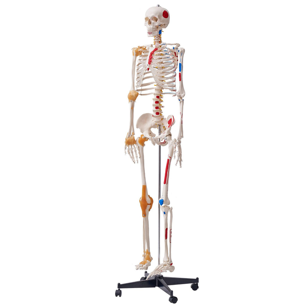 Human Skeleton Model for Anatomy, 71.65" Life Size, Accurate PVC Anatomy Skeleton Model with Ligaments, Movable Arms, Legs & Jaw, with Muscle Origin & Insertion Points, for Professional Teaching