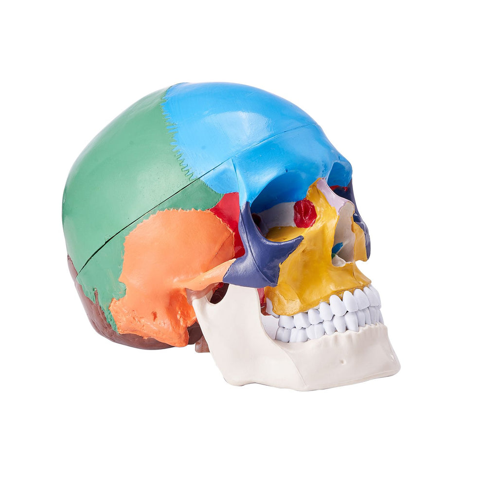 Human Skull Model, 3 Parts Human Skull Anatomy, Life-Size Painted Anatomy Skull Model, PVC Anatomical Skull, Detachable Learning Skull Model, for Professional Teaching, Researching and Learning