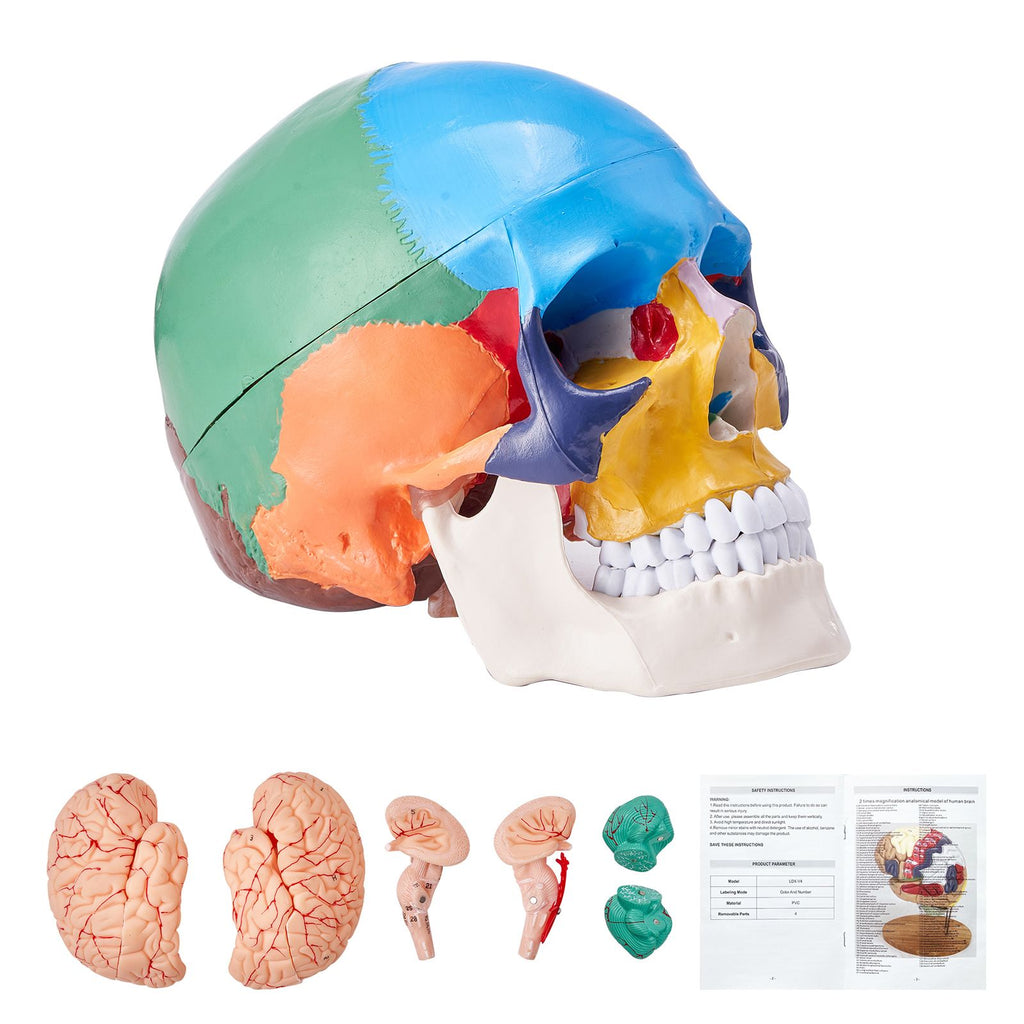 Human Skull Model, 8 Parts Brain & 3 Parts Skull, Life-Size Painted Anatomy Skull Model, PVC Anatomical Skull, Detachable Learning Skull Model for Professional Teaching, Researching and Learning