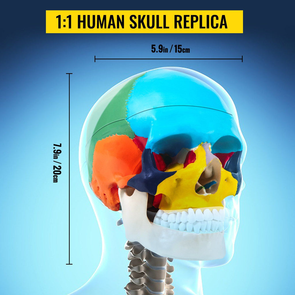 VEVOR Human Skull Model, 8 Parts Brain Human Skull Anatomy, Life-Size ...
